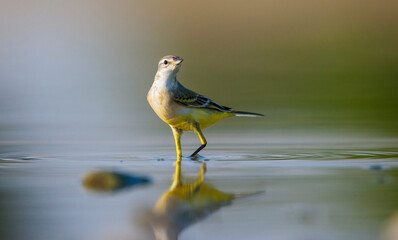 Western Yellow Wagtail (Motacilla flava) is a wetland bird that lives in suitable habitats in Asia, Europe, America and Africa.  It is a migratory bird.