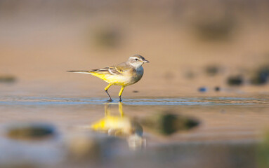 Western Yellow Wagtail (Motacilla flava) is a wetland bird that lives in suitable habitats in Asia, Europe, America and Africa.  It is a migratory bird.