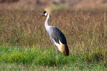 Obraz premium Gru coronata