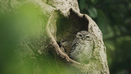 Little Owl stand out of the hollow on an old tree.