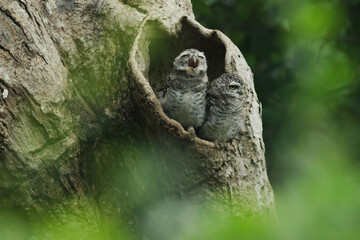 Little Owl stand out of the hollow on an old tree.