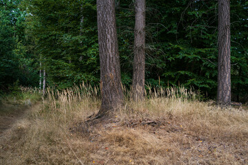 Obraz premium Wald, Holz, Lichtung Gras