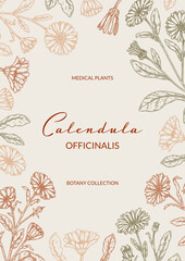 Calendula vertical packaging design with hand drawn elements. Vector illustration in sketch style