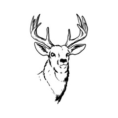 Deer head illustration hand drawn design