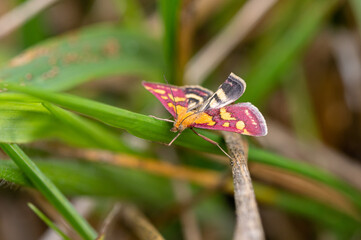 Pyrausta purpuralis - Common Purple and Gold Moth - Pyrauste pourprée