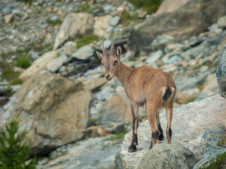 Naklejka na ściany i meble Little wild ibex cub in the Italian Alps