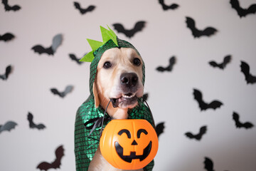 A dog in a dragon costume for Halloween. Golden Retriever sitting on a white background with bats...