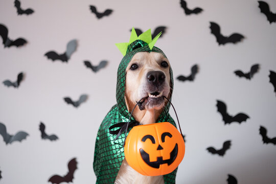 A Dog In A Dragon Costume For Halloween. Golden Retriever Sitting On A White Background With Bats Holding A Candy Bucket In His Teeth