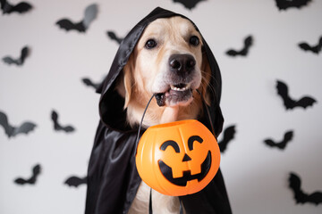 A dog dressed in a witch costume for Halloween. A golden retriever sits on a white background with bats and holds a candy pumpkin-shaped bucket in his teeth. - Powered by Adobe