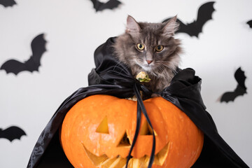 Halloween cat in witch costume with carved pumpkin and bats. A card with a pet for All Saints' Day.