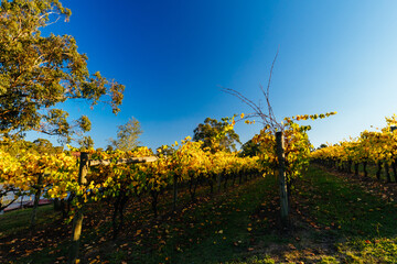 Yarra Valley Vineyard in Australia