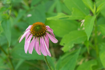 Purple coneflower (Echinacea purpurea) blooming outdoors.