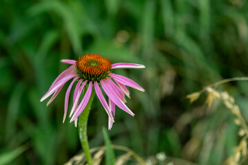 Purple coneflower (Echinacea purpurea) against a green background