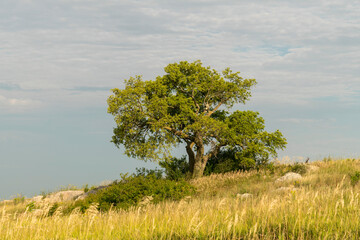 A stocky tree stands against a pale sky surrounded by golden grasses at Blue Mounds State Park in Minnesota.