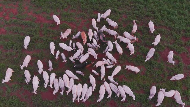 Fazenda Gado Corte Mato Grosso