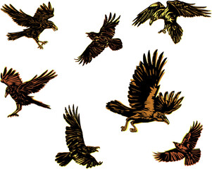 crow, raven, color, flying, vector, silhouette, image