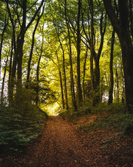 Obraz premium morning in the forest with golden autumn light