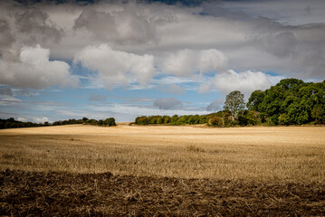 Obraz premium landscape with field and clouds