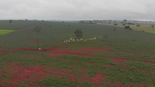 Fazenda Gado Corte Mato Grosso