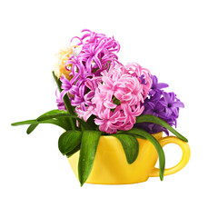 bouquet hyacinths in a yellow cup isolated on white background