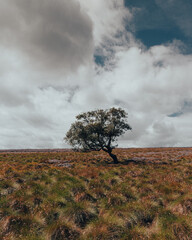 Fototapeta na wymiar Lone tree in the field with sky and clouds