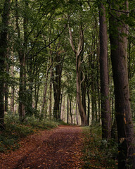 footpath in the woods in autumn