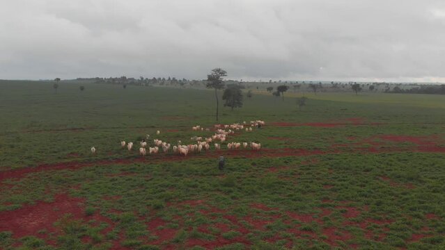 Fazenda Gado Corte Mato Grosso