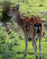 Sika Deer in the grass