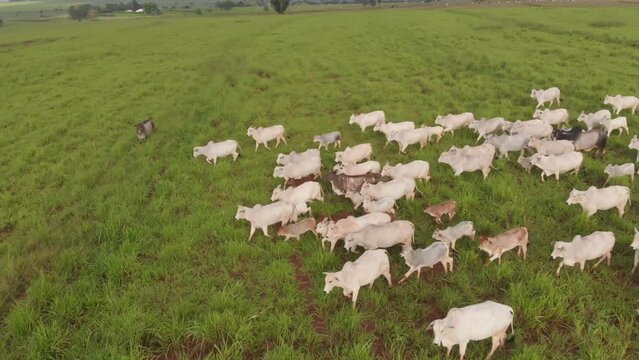 Fazenda Gado Corte Mato Grosso