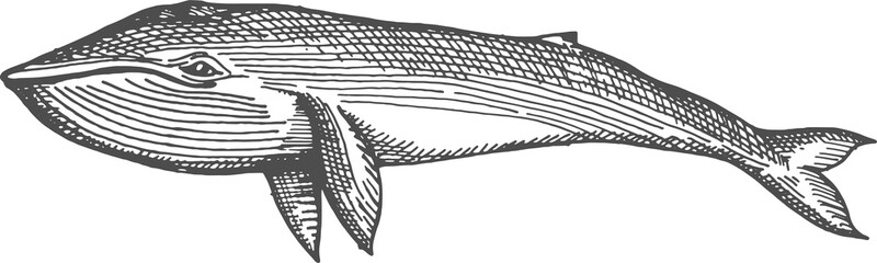 Cachalot sperm whale isolated marine fish sketch