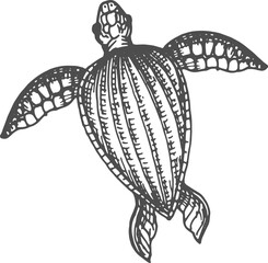 Nautical tortoise Loggerhead isolated sea turtle