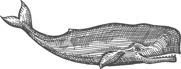Humpback whale isolated spermwhale sketch icon © Vector Tradition