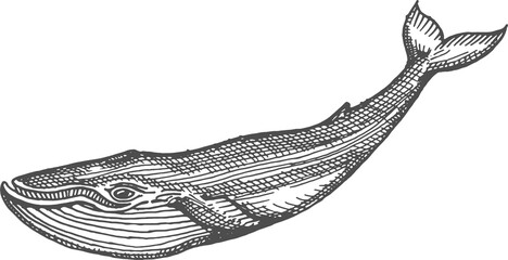 Marine fish sketch isolated cachalot sperm whale