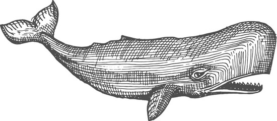 Big whale cachalot spermwhale isolated sketch icon © Vector Tradition