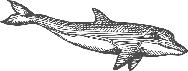 Marine sea ocean animal dolphin isolated profile