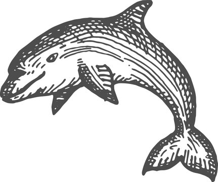 Jumping leaping dolphin side view of big fish icon