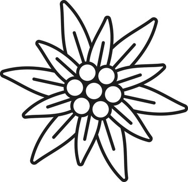 Alps edelweiss flower isolated thin line icon
