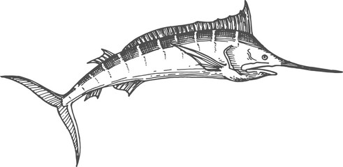Broadbill fish sword like snout isolated swordfish - obrazy, fototapety, plakaty