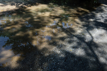 shadow of the tree in green park
