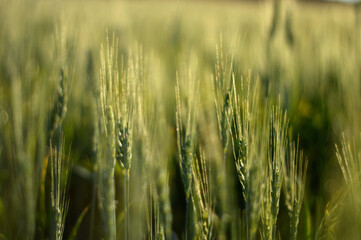 crop wheat