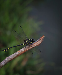 Fototapeta premium jumbo dragonfly on tree branch