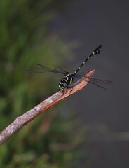jumbo dragonfly on tree branch