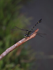 jumbo dragonfly on tree branch