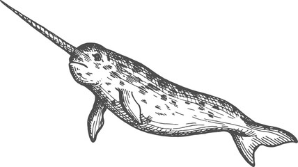 Narwhale or narwhal whale isolated large fish icon