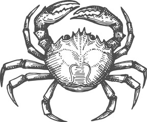Crab crustacean animal with pair of pincers sketch © Vector Tradition