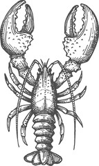 Lobster crustacean with big claws isolated sketch