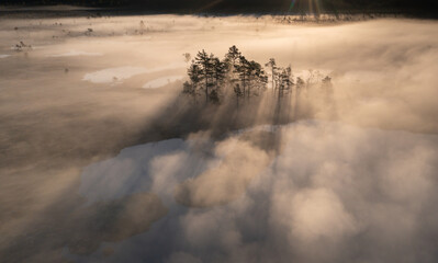 Aerial view to the steam fog cloud covered bog wetland  and group of pine trees with fog...