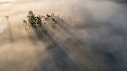 Aerial view to the steam fog cloud covered bog wetland  and group of pine trees with fog penetrating sun rays
