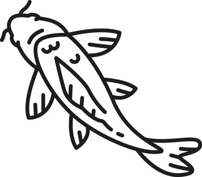 Fish chinese carp, horoscope zodiac astrology sign