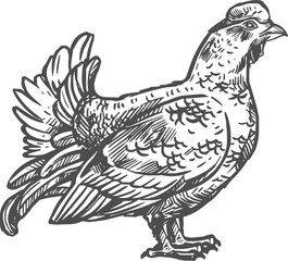 Sketch black grouse vector wild forest bird